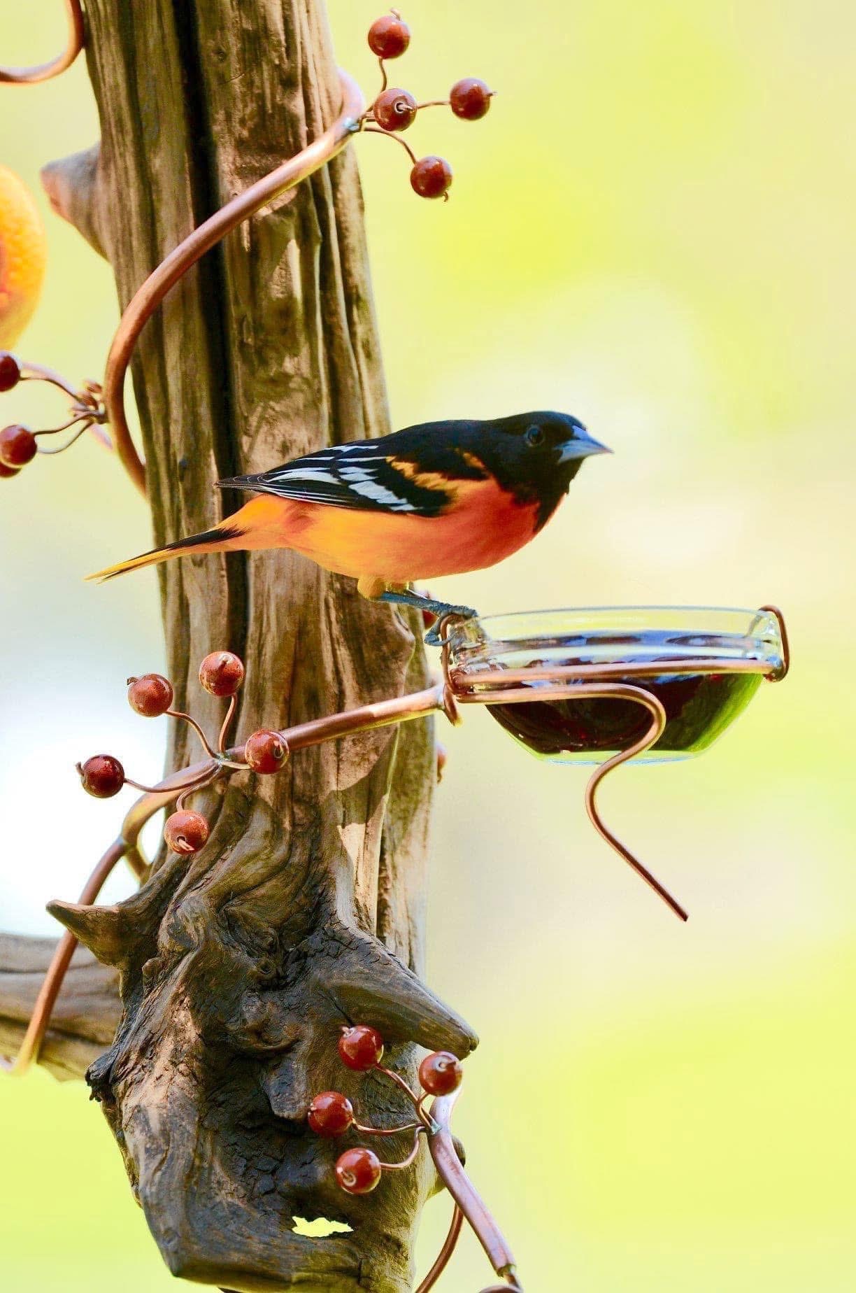 Coppervine Feeders